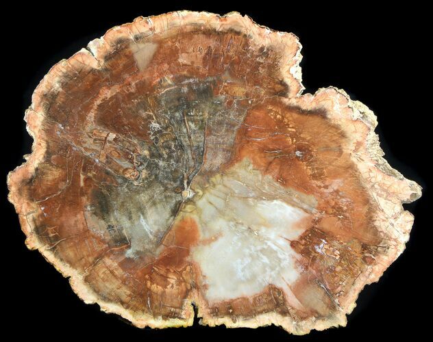 Top Quality Madagascar Petrified Wood Slab - #36552
